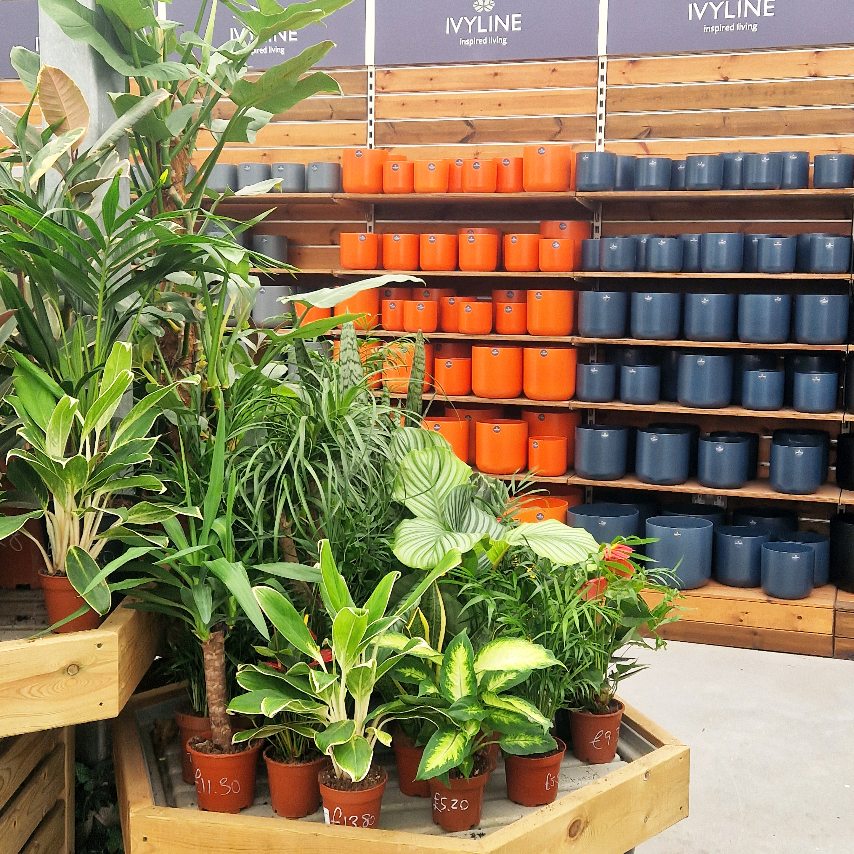 A display of indoor plant and pots